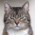 Avatar du membre